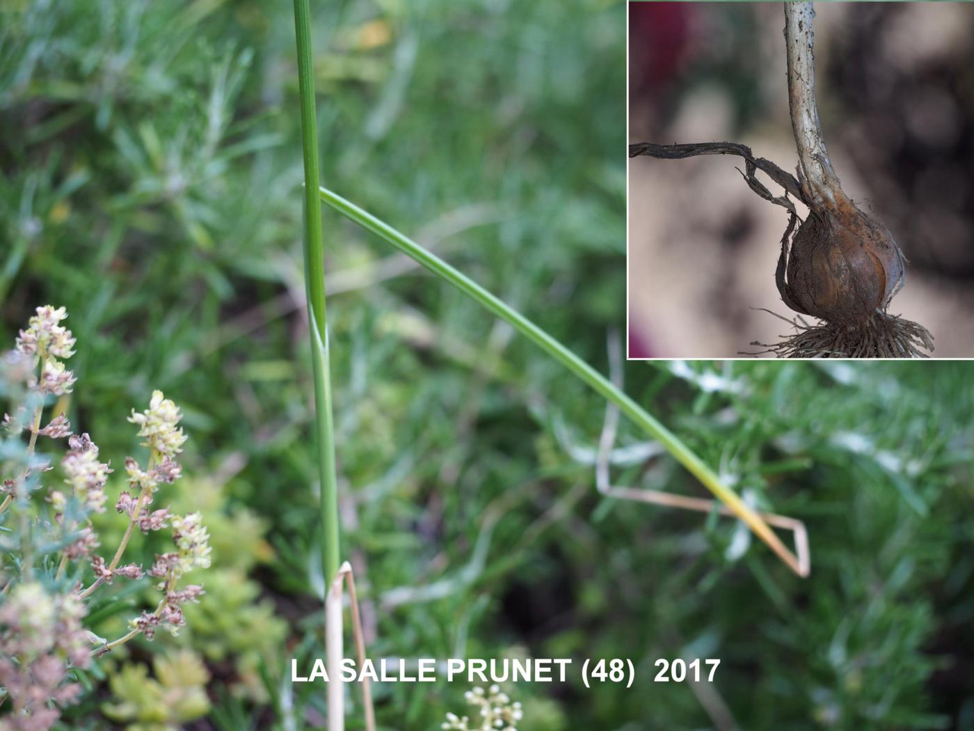 Garlic, Crow leaf